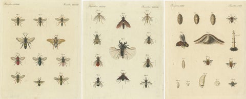 Set of 3 Antique Prints of various Insects including Wasps and Flies, view 2