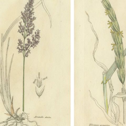 Set of 8 Antique Botanical Engravings of Bromus Brome Grasses, c.1830, close-up 1