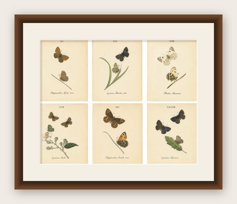Small-Format Butterfly Engravings with Botanical Studies, 1835, shown framed