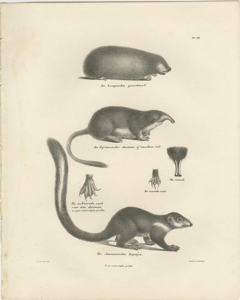 Moles, Shrews, and Burrowing Mammals from 'The Mammals' Natural History, 1836, view 3