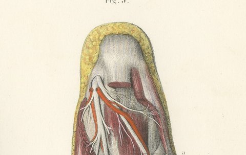 The Sole of the Foot in Four Layers, Antique Hirschfeld Anatomy Print, 1866, view 6
