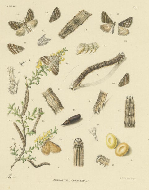 Antique Moth Pair Xylina Lambda Ortholithia by Sepp & Brants - Handcolor, 1905, close-up 4