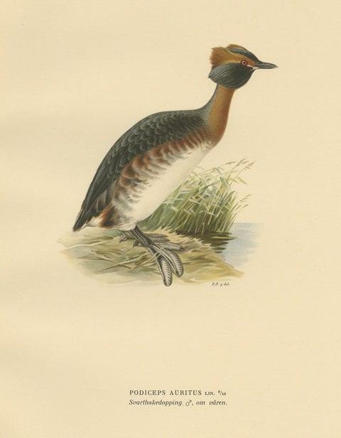 Antique Bird Print of the Horned Grebe by Von Wright, 1929, view 2