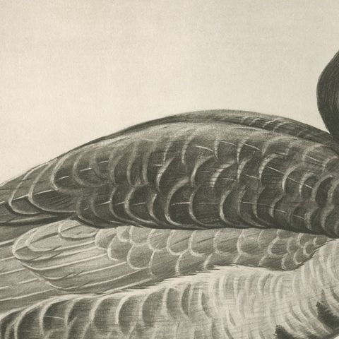 Grey Goose, Antique Bird Print after Lilian Medland, circa 1909, close-up 2