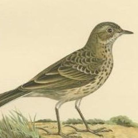 Decorative Antique Bird Print of the Meadow Pipit, 1927, close-up 2