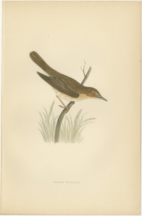 Marsh Warbler above a Grass Tussock, Hand Colored Morris Bird Print, 1896, view 2
