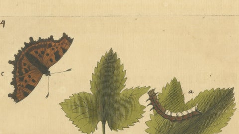 Butterfly Life Cycle on Leafy Branch, Albin Hand-Colored Engraving, 1720, close-up 3