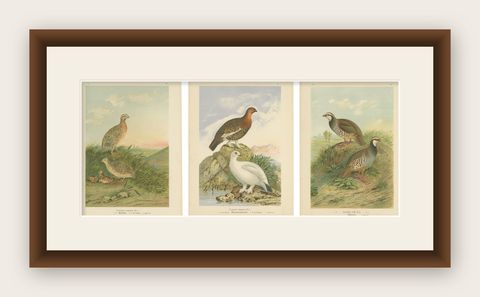 Antique Chromolithographs of Quail, Grouse & Partridge, 19th Century Bird Print, shown framed