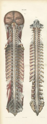 Brain and Spinal Cord with the Spinal Nerves, Hirschfeld Folding Plate, 1866, view 2