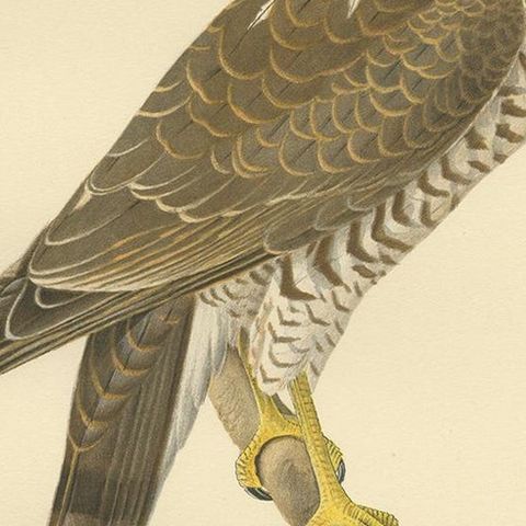 Antique Bird Print of the Eurasian Sparrowhawk by Von Wright '1929', close-up 2