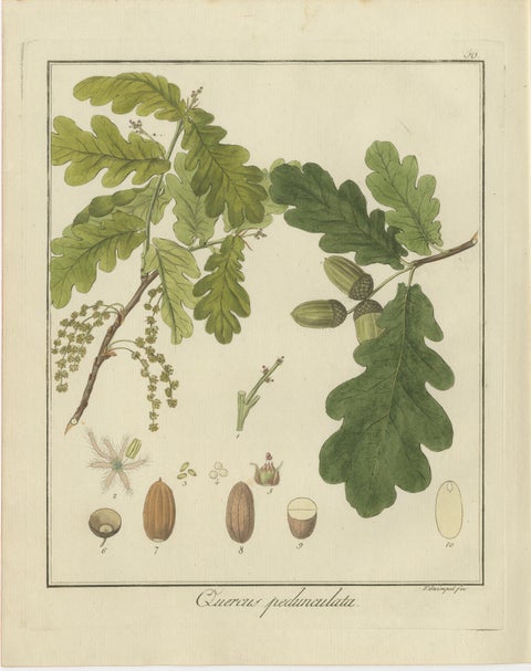 Burning Bush, Autumn Crocus, and English Oak: Botanical Illustrations from 1819, view 4