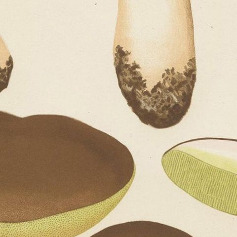 Antique Mycology Print of Boletus Edulis by E.M. Fries, circa 1860, close-up 2