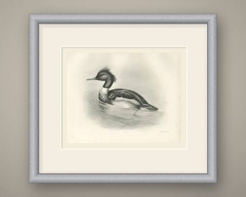 Red-breasted Merganser Drake, Plate CXCII after Lilian Medland, c. 1909, shown framed