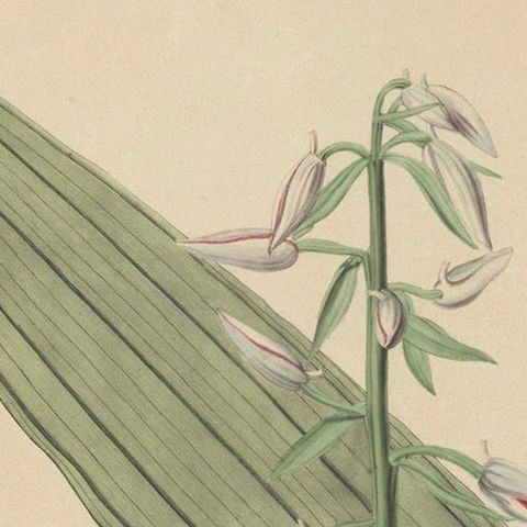 Large Masterpiece of Botanical Illustration from the Dutch East Indies, 1854, close-up 5