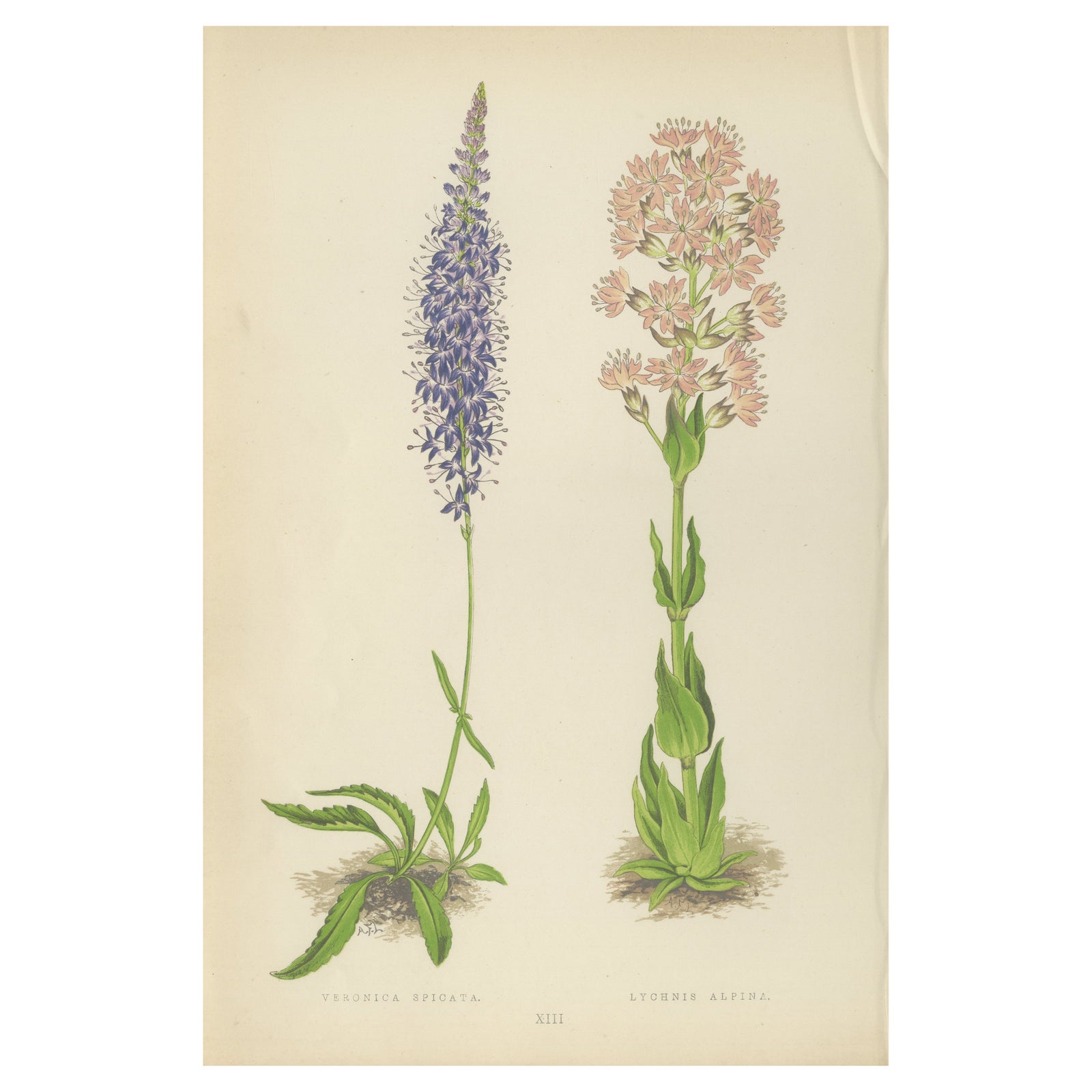 Spiked Speedwell and Alpine Catchfly hand-coloured botanical print 1874