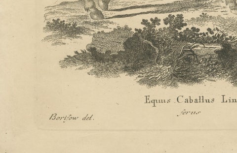 Antique Engraving of a Horse (Equus Caballus Linn.), drawn by Borifow, ca.1800, close-up 1