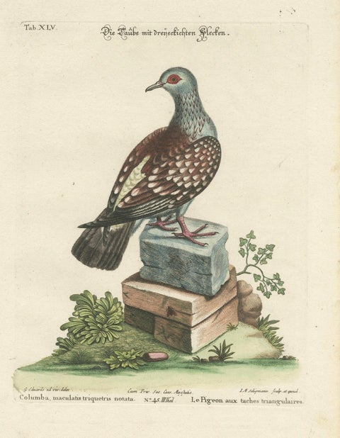 Antique Hand-Colored Pigeon Engraving, Copperplate, Circa 1770, close-up 1