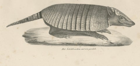 Antique Armadillo, Pangolin & Anteater Lithographs, Brodtmann c.1830, close-up 2