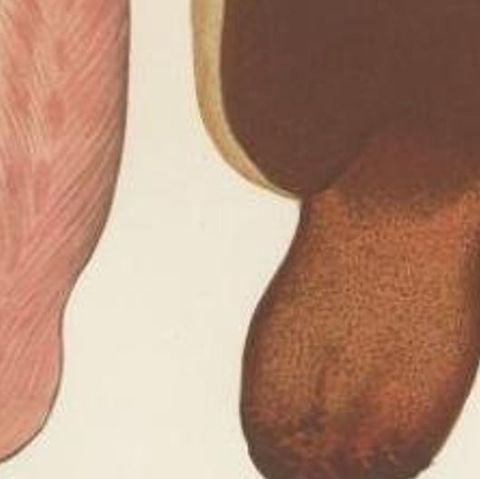 Antique Mycology Print of the Beefsteak Fungus by Fries, c.1860, close-up 2