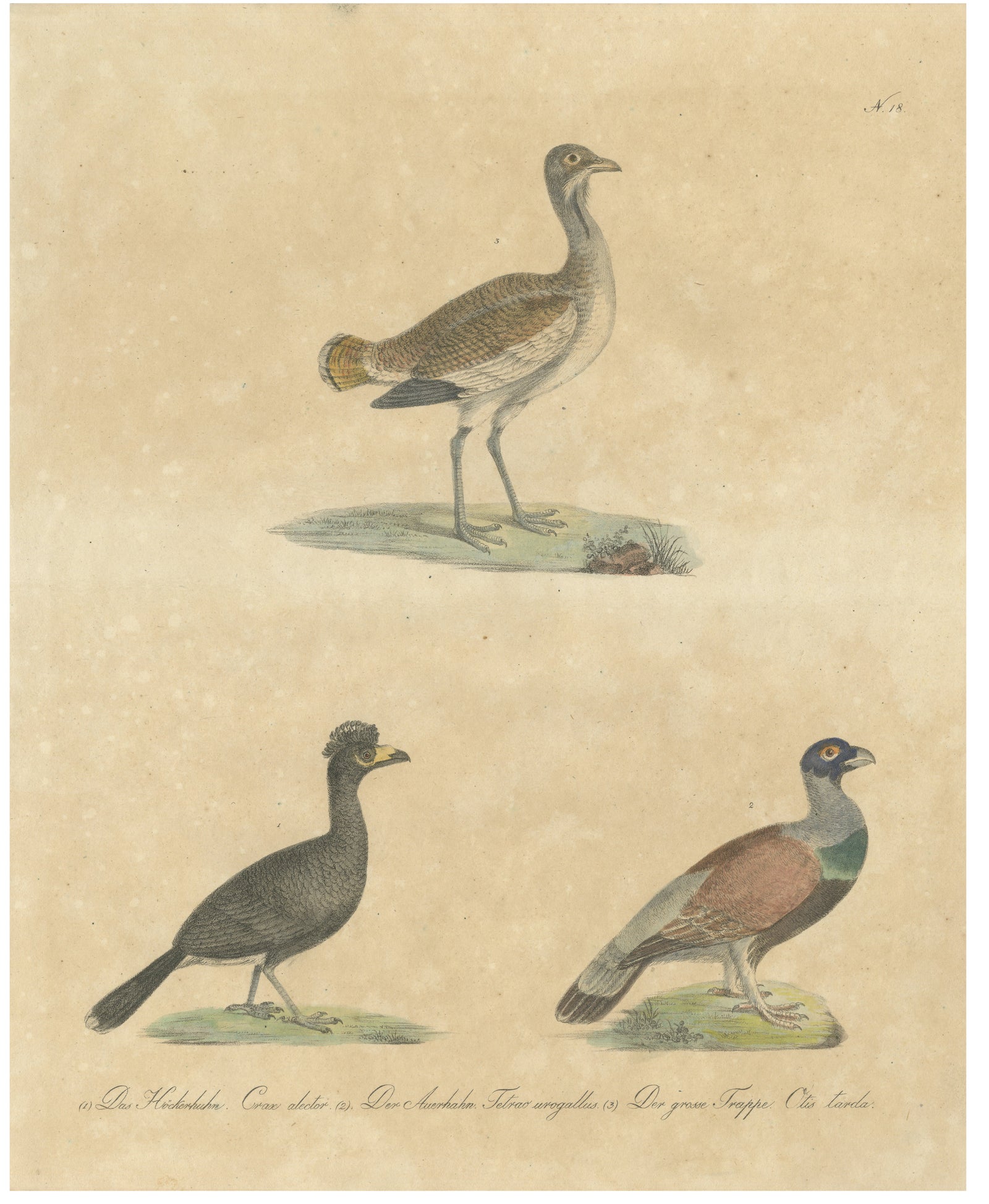 Antique Game Birds & Bustard Lithograph by Karl Joseph Brodtmann, 1816