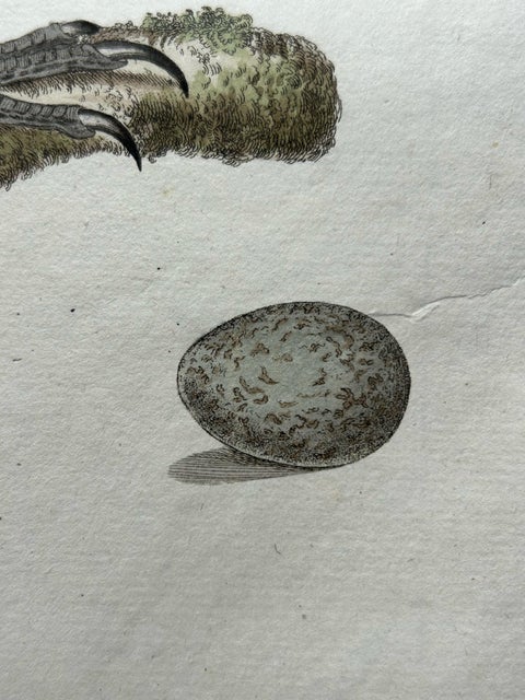 Western Jackdaw Print, Corvus Monedula by Nozeman and Sepp, 1797, view 8