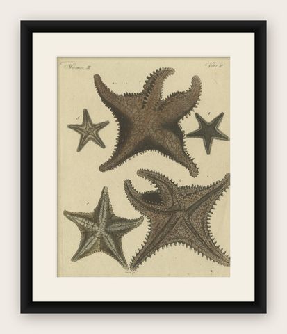 Antique Handcolored Engraving of Starfish and Marine Creatures, c.1800, shown framed