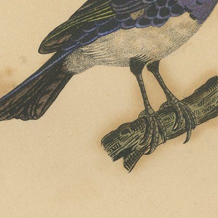 Pl. 56 Antique Bird Print of Tanager Species by Lejeune 'c.1830', close-up 1