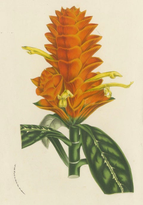 19th Century Botanical Lithograph of Aphelandra Porteana by Louis van Houtte, close-up 1