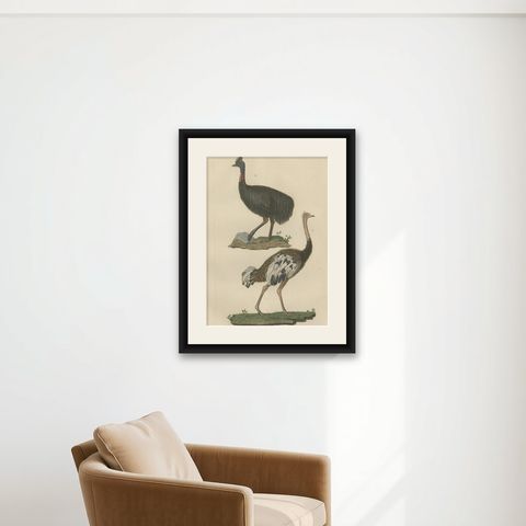 Decorative Old Hand-Colored Bird Print of an Ostrich and Cassowary, shown framed on a wall