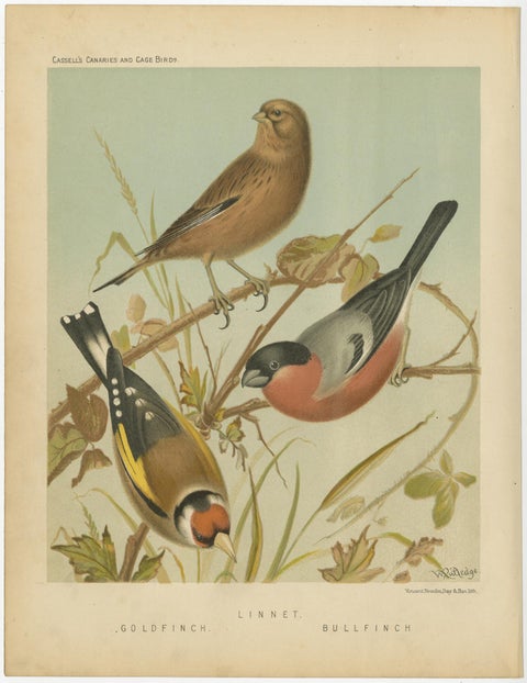 Antique Bird Print of the Goldfinch, Common Linnet and Bullfinch, 'circa 1880', view 3