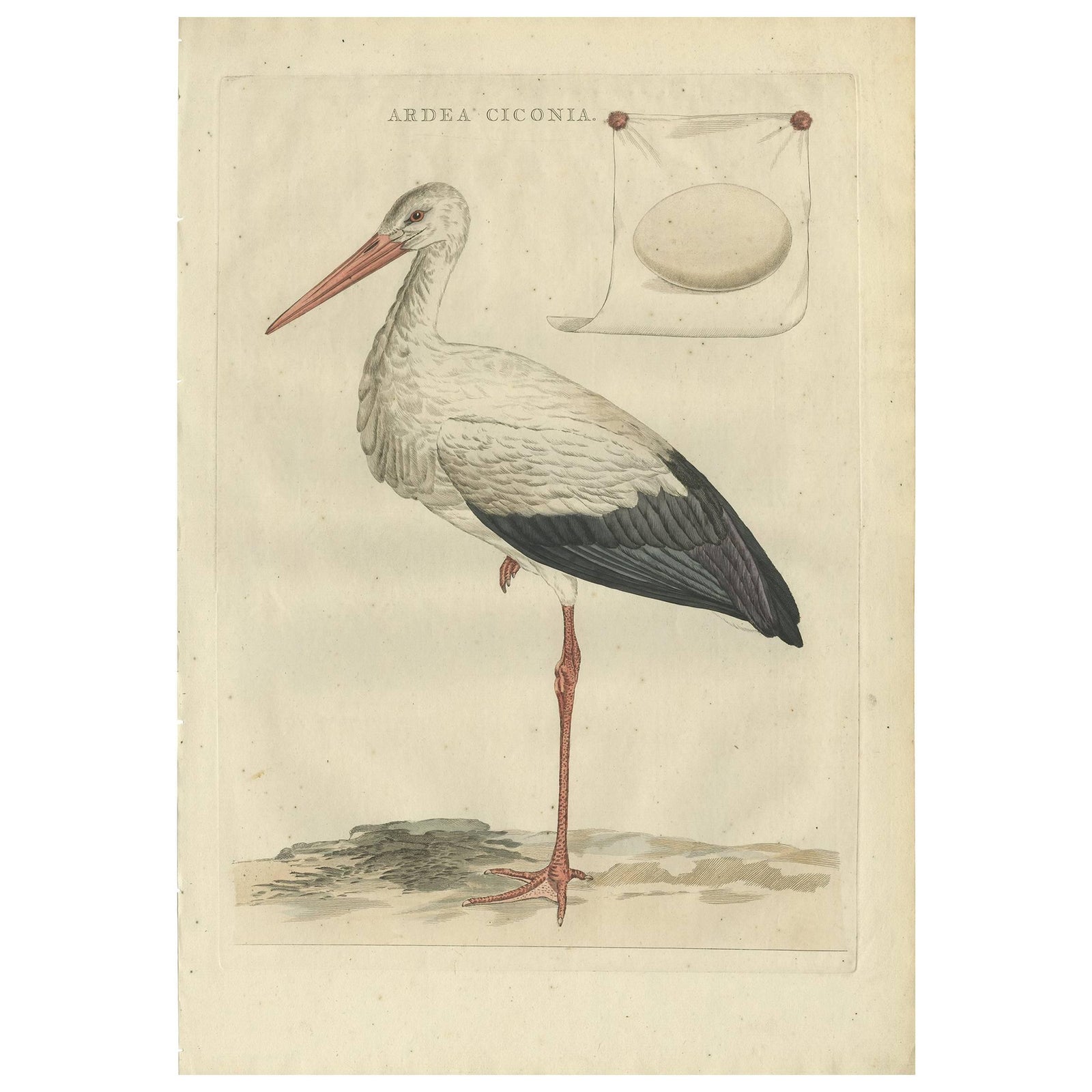 White Stork, Large 18th Century Ornithology Print by Sepp & Nozeman, 1789