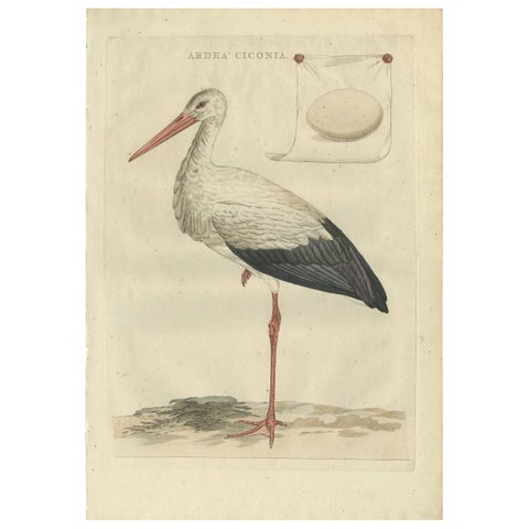 White Stork, Large 18th Century Ornithology Print by Sepp & Nozeman, 1789