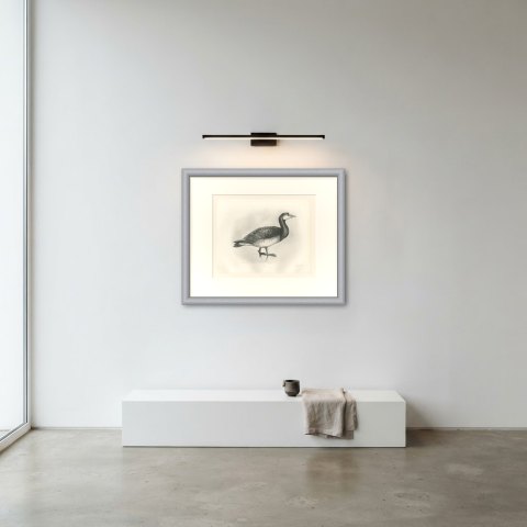 Barnacle Goose Standing at the Water's Edge after Lilian Medland, c. 1909, shown framed in a room