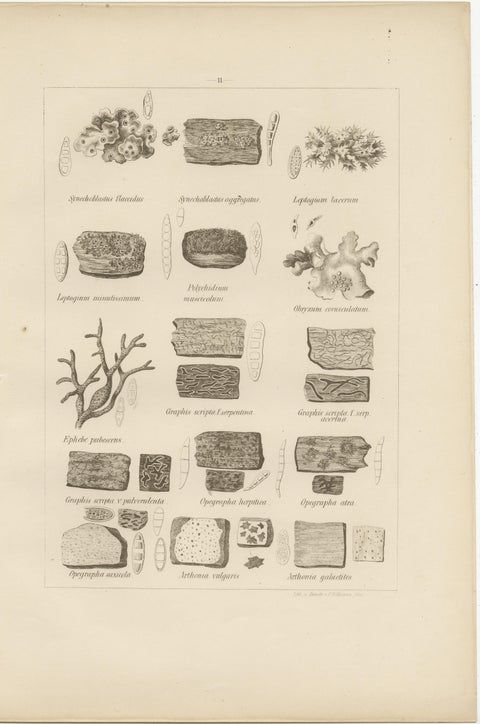 Antique Lichen Prints Set of 6, German Botanical Lithographs 1874, view 3