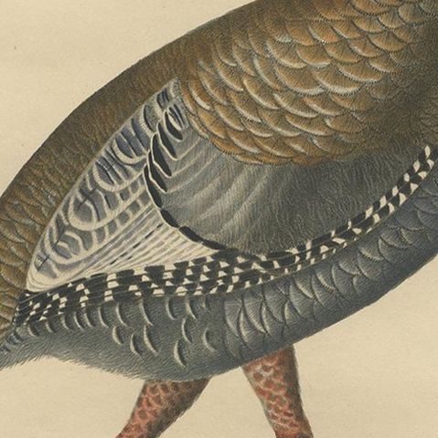 Gatt Meleagris Antique Lithograph Print of Wild Turkey, Circa 1824, close-up 2