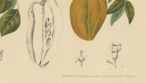 Antique Star Fruit Botanical Chromolithograph by Hoola van Nooten, c. 1880, close-up 6