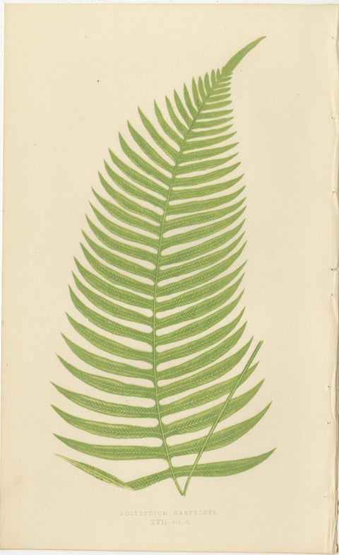 Rare Victorian Tropical Fern Lithograph Collection by E.J. Lowe, 1856, view 6