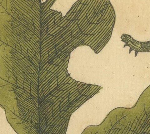 English Moths and Caterpillars on Oak and Rose, Antique Insect Engraving, 1720, view 6