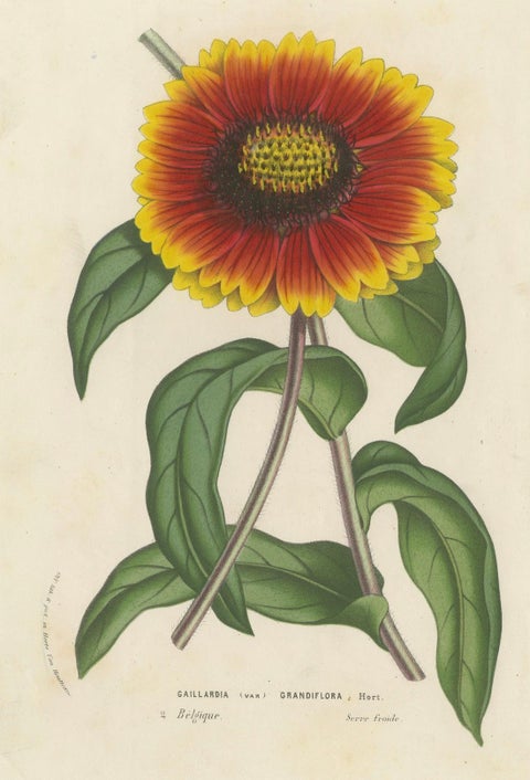 Botanical Illustration of Blanket Flower: Gaillardia Grandiflora, c.1855, close-up 4