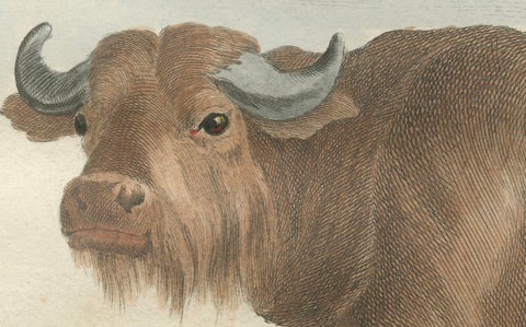 Antique Buffalo Engraving, Buffon Hand-Coloured Print Amsterdam 1769, close-up 3