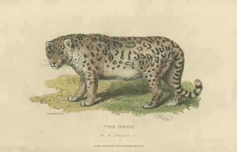 A Hand-Colored Illustration of the Snow Leopard or Once, 1824, close-up 3