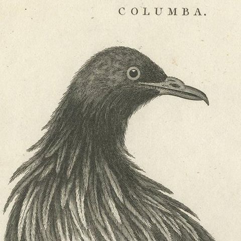 Antique Bird Print of the Nicobar Pigeon by Wilkes, 1801, close-up 1