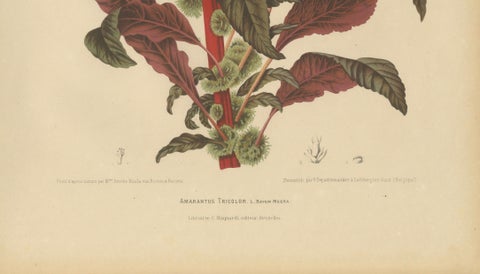 Original Antique Botanical Chromolithograph of Joseph's Coat, ca.1880, close-up 4
