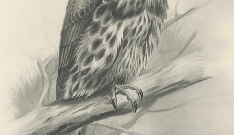 Antique Eurasian Hobby Falcon Print by Lilian M. Medland, circa 1908, close-up 3