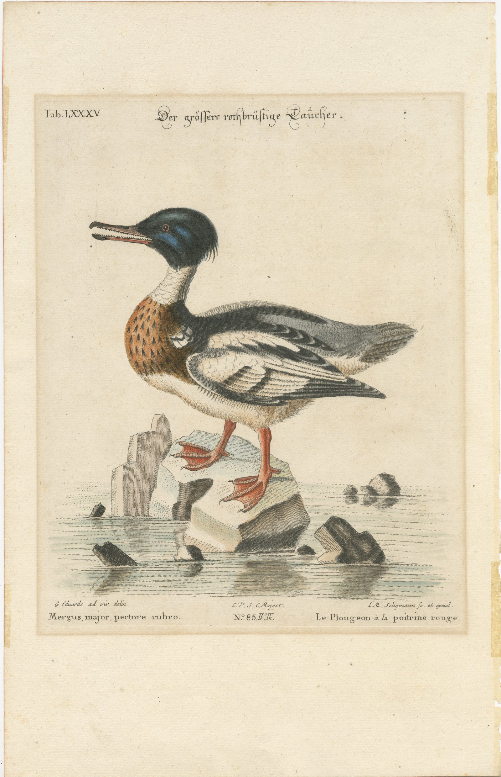 The Red-Breasted Merganser: Hand-Colored Engraving Published in c.1770