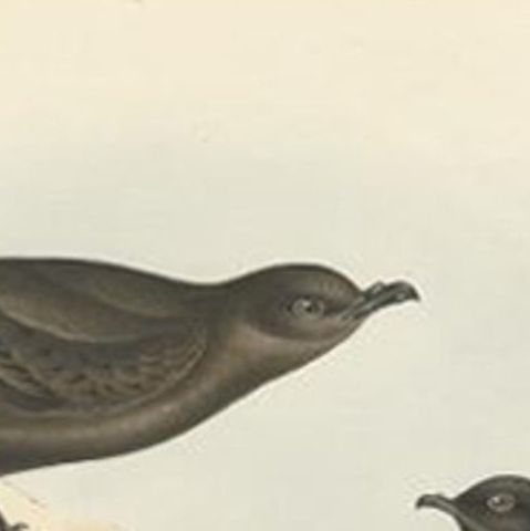 Antique Bird Print of Storm Petrels by Gould, 1832, close-up 1