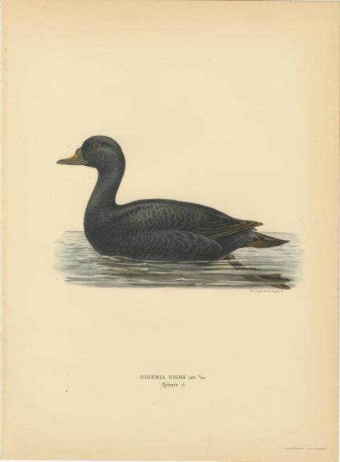 Antique Scandinavian Bird Lithographs, Velvet Scoter Ducks, Svenska Fåglar 1929, view 2