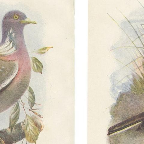 Set of 4 Antique Bird Prints Ringdove, Shore Lark, Nightingale, Rock Dove, close-up 1