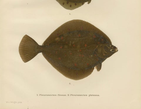 Flounder and Plaice - Vibrant Scandinavian Flatfish Lithograph, 1895, close-up 1