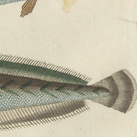 Ling, Burbot, Pollack and Toadfish, Antique Bertuch Print, circa 1805, close-up 5
